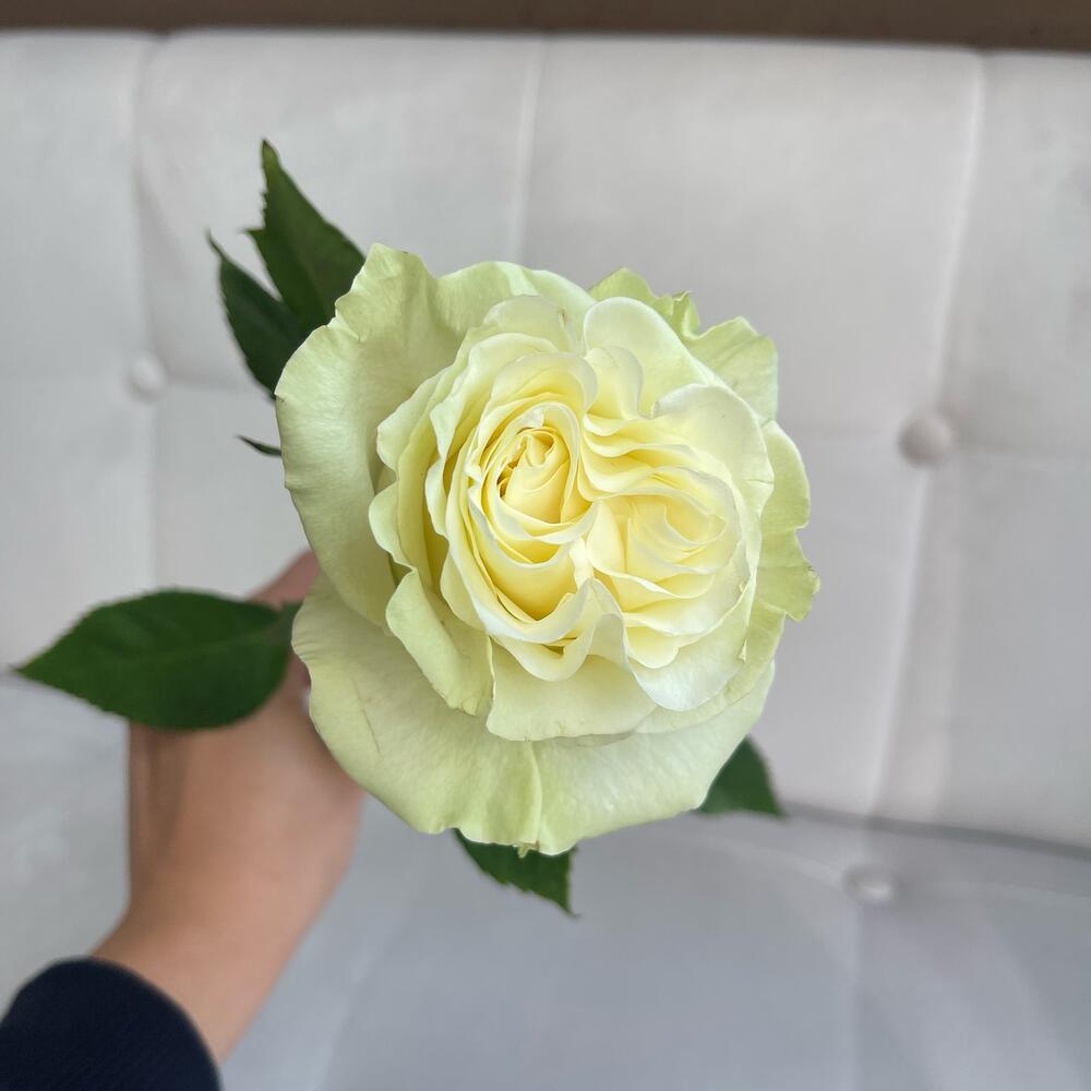 Роза Мондиаль 50см