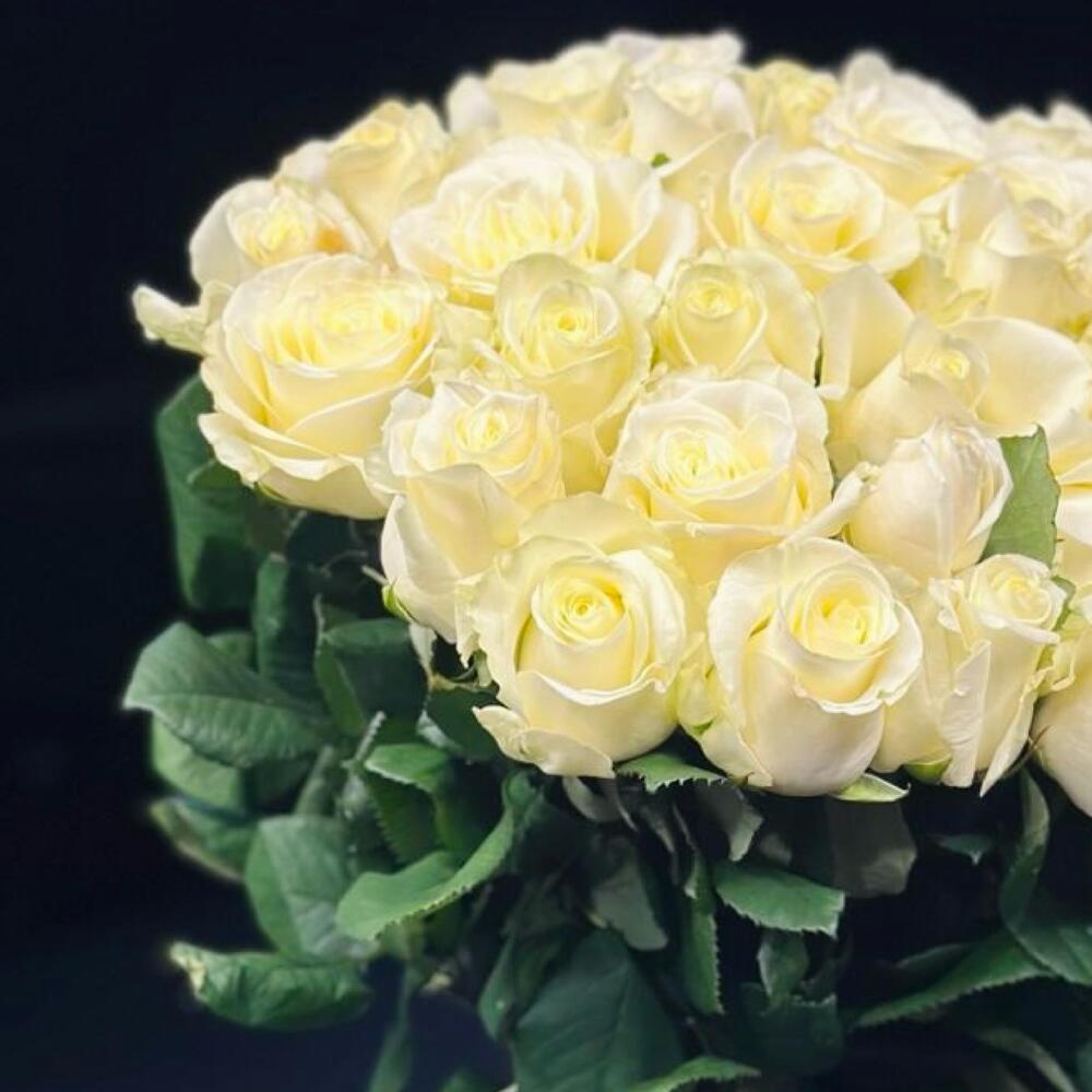 Rose bianche di lusso 31pcs 80cm