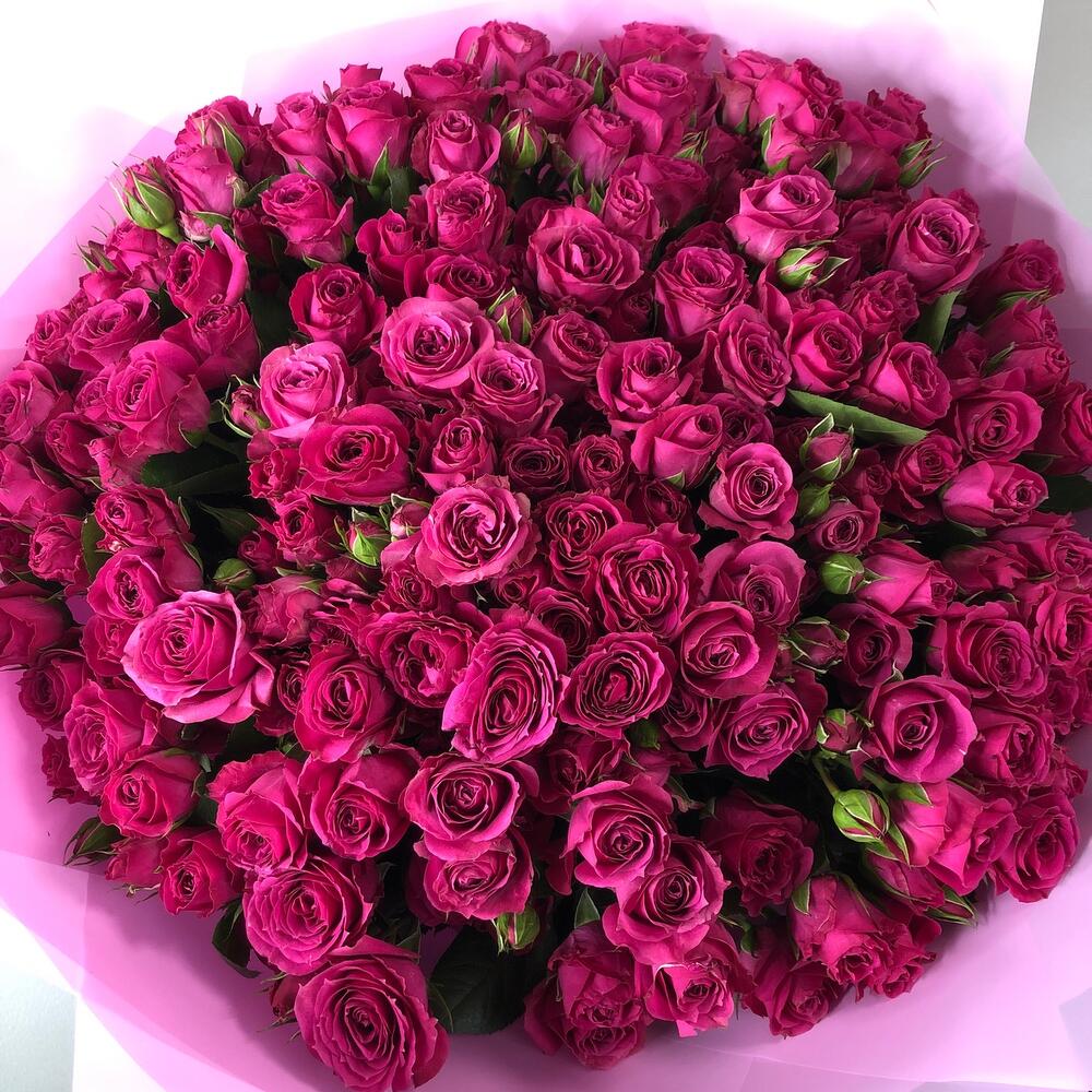 Purple 007
