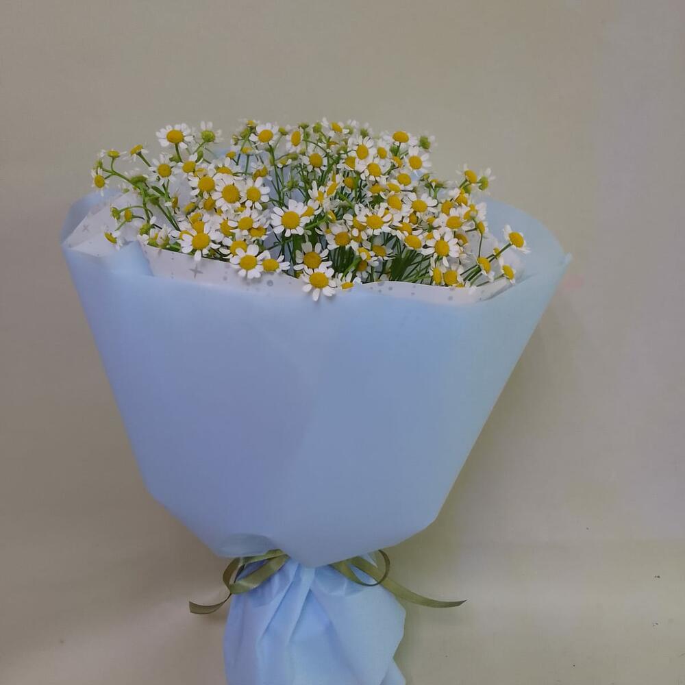 Ромашковое поле