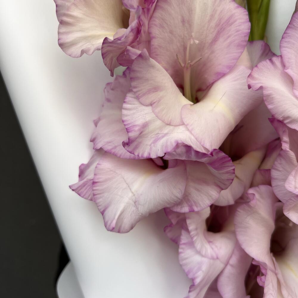 POWDER DREAM OF GLADIOLUS