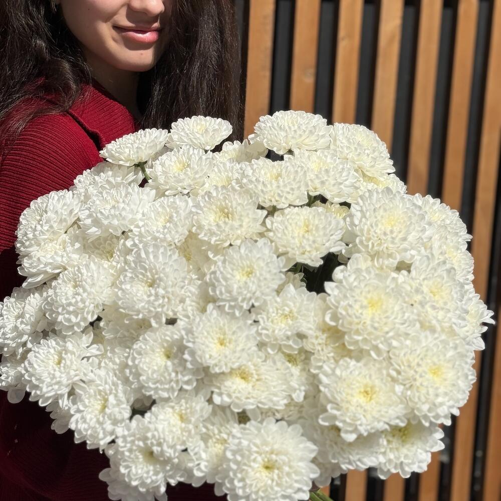 Букет гигант из кустовой хризантемы Алтай