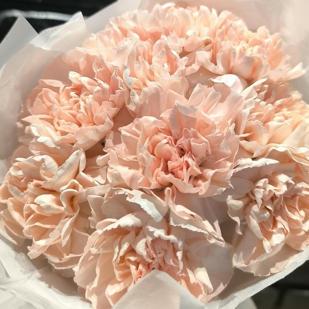 Персиковые диантусы ×9(оттенок может по яркости может отличатся )