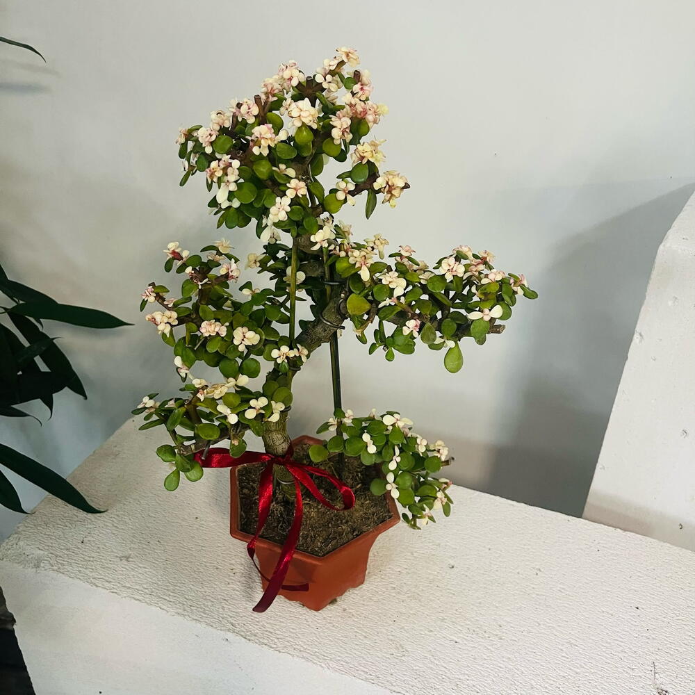 Портулакария Бонсай — денежное дерево