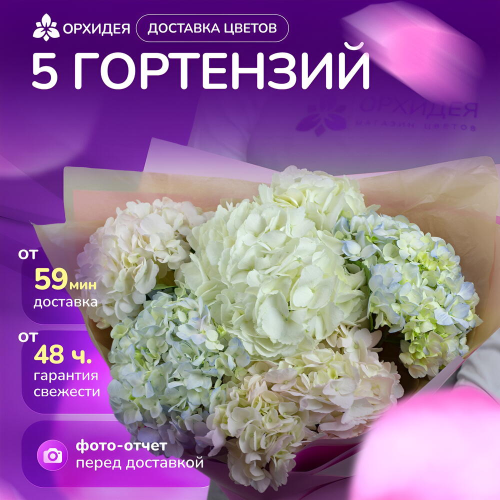 5 гортензий "Джамбо"