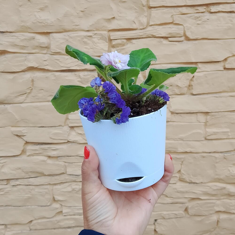 Фиалка 🌸