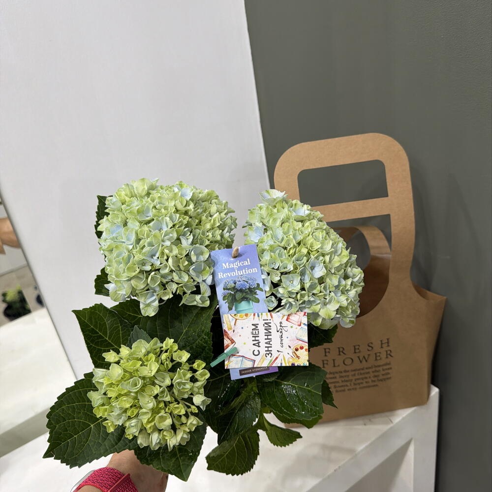 Hydrangea Гортензия крупнолистная с Днём знаний первокласснику