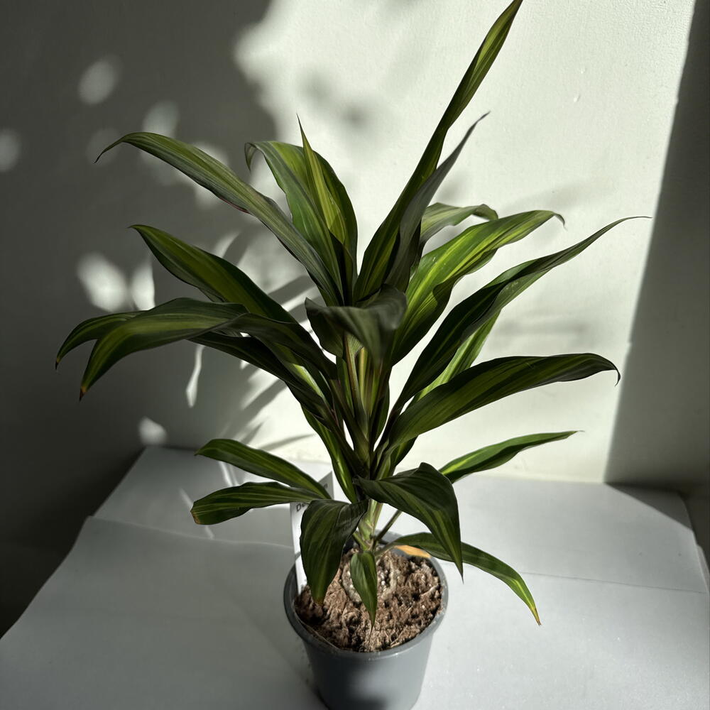 Кордилина🌿