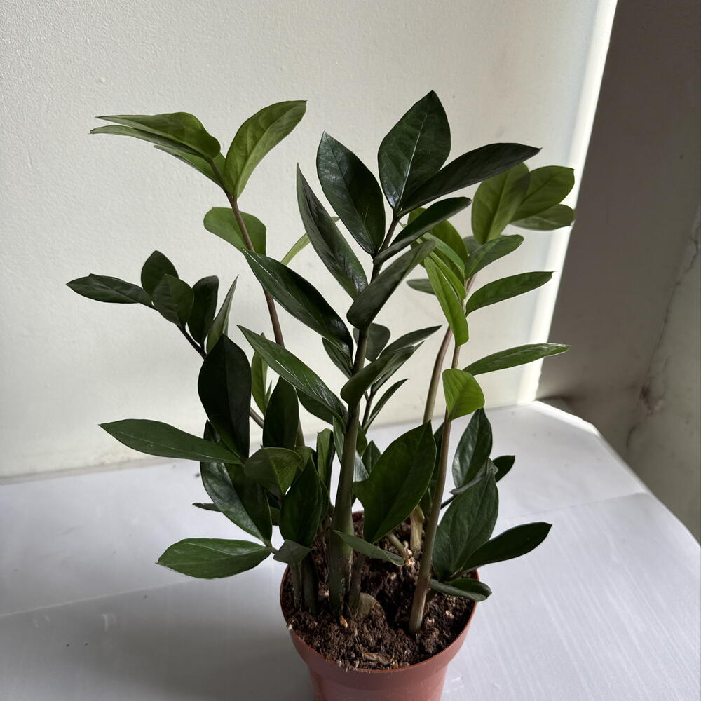 Замиокулькас🌿