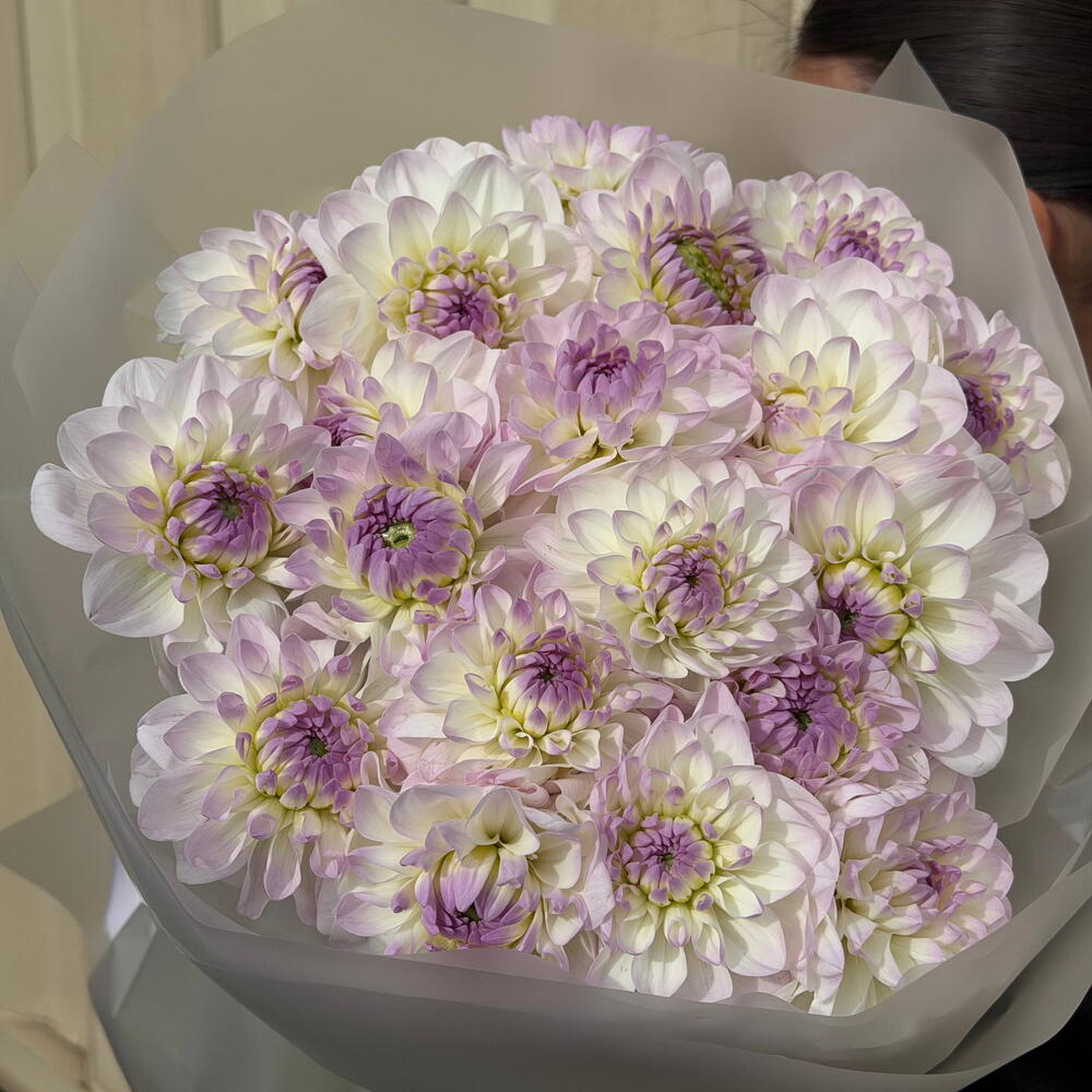 Букет из 19 георгин сорта Эвелин