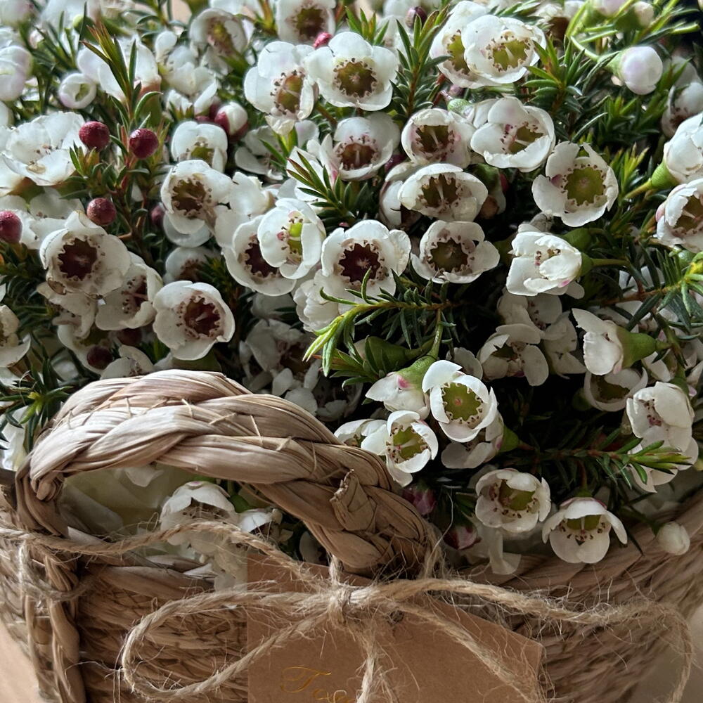 Хамелациум в корзине🌺🌸🌸