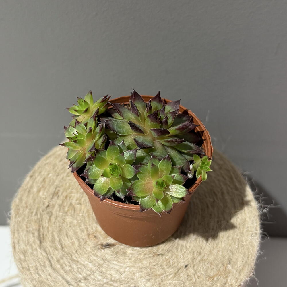 Кактус 🌵💕 Молодило (Sempervivum) — «каменная роза»