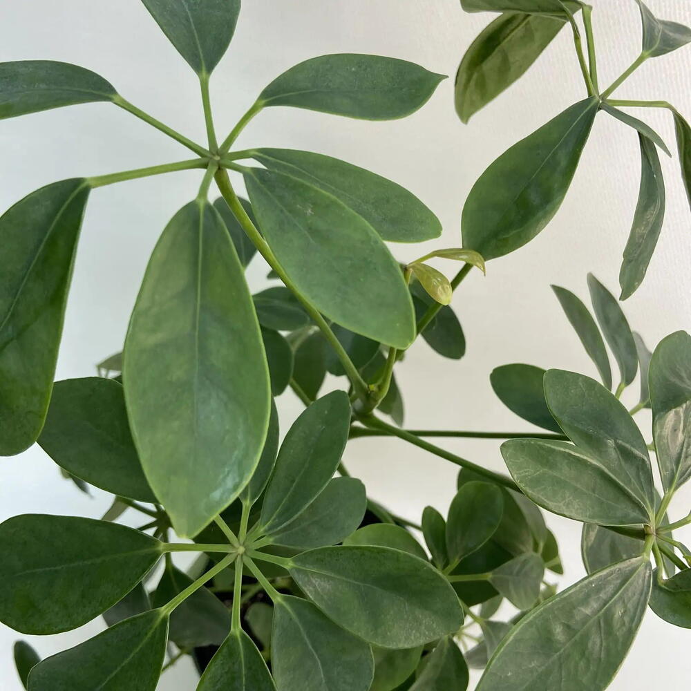 Шефлера древовидная Люсиан / Schefflera arboricola Luseane