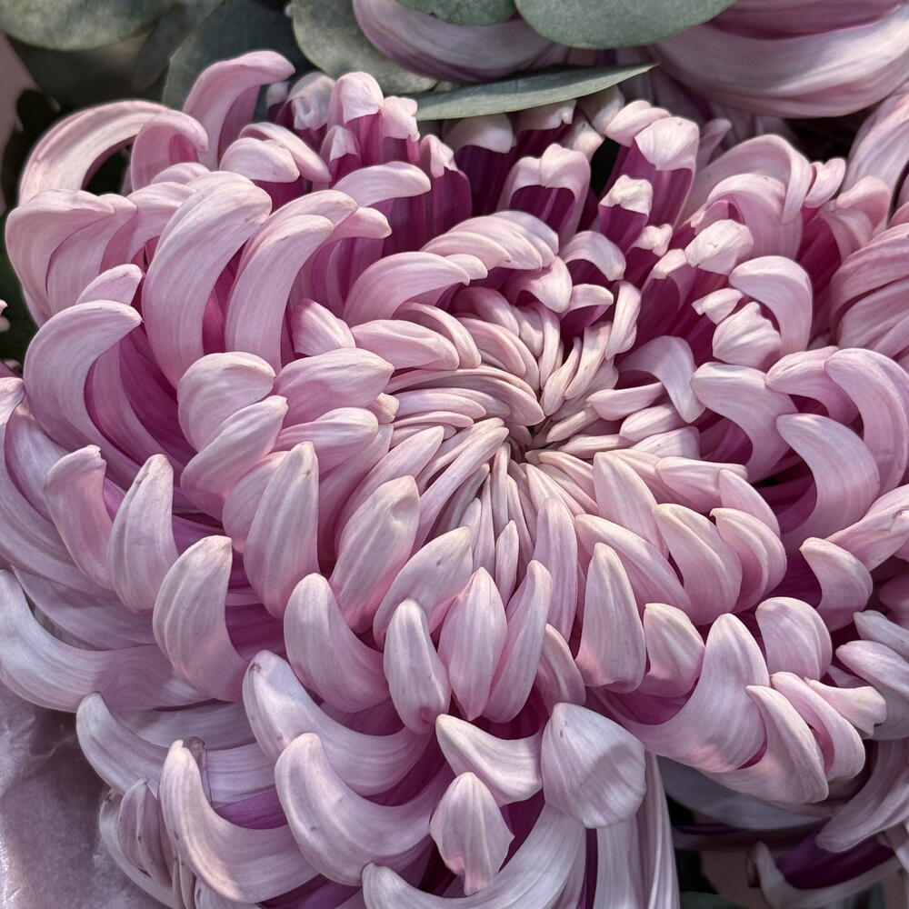 Букет с сезонной хризантемой Виена💕