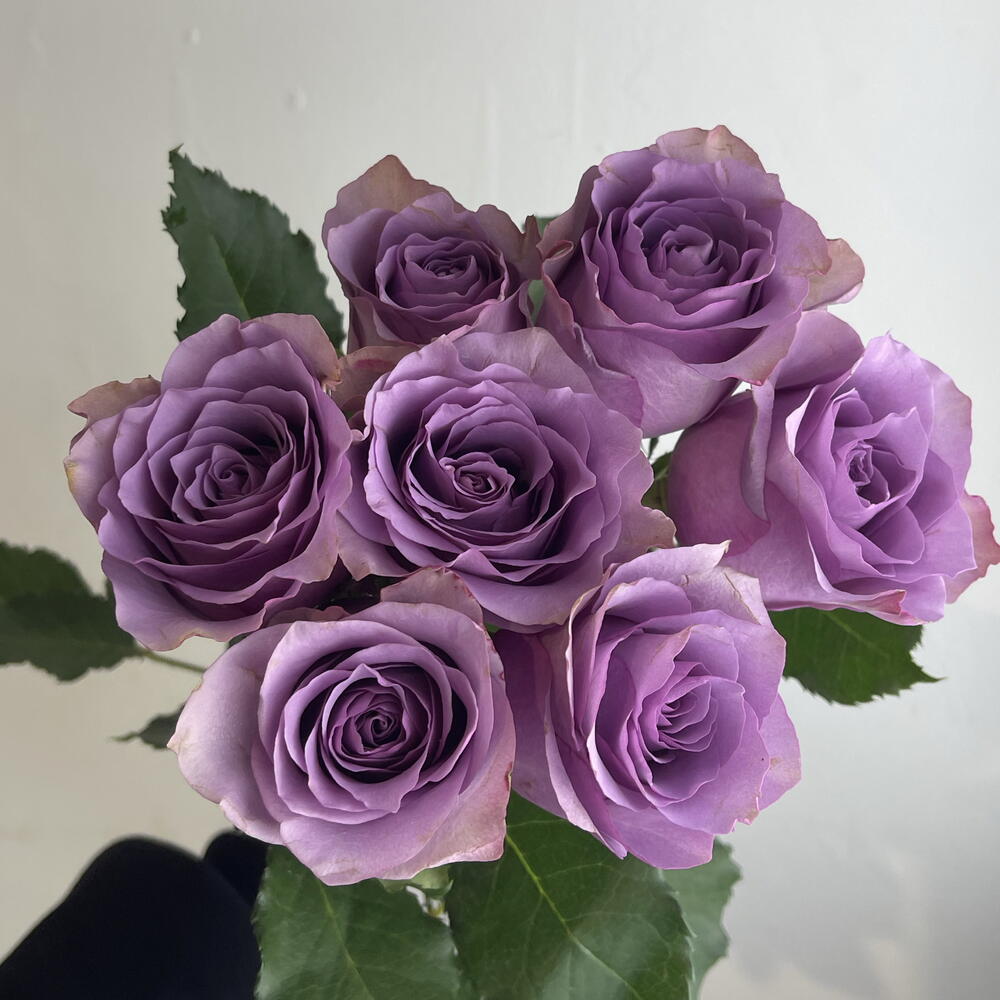 Букет роз фиолетовых 💜7