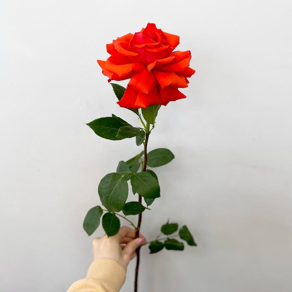 Rosa "Nina"