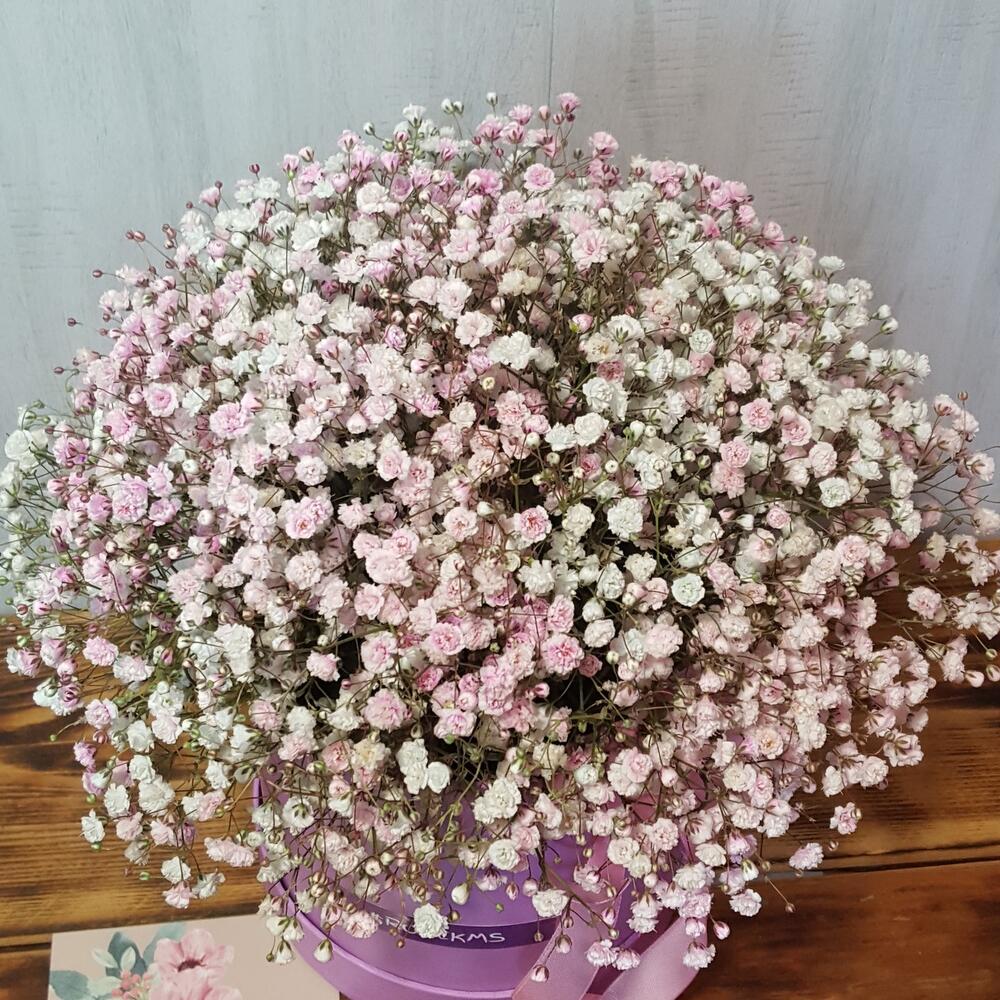 Воздушная гипсофилла