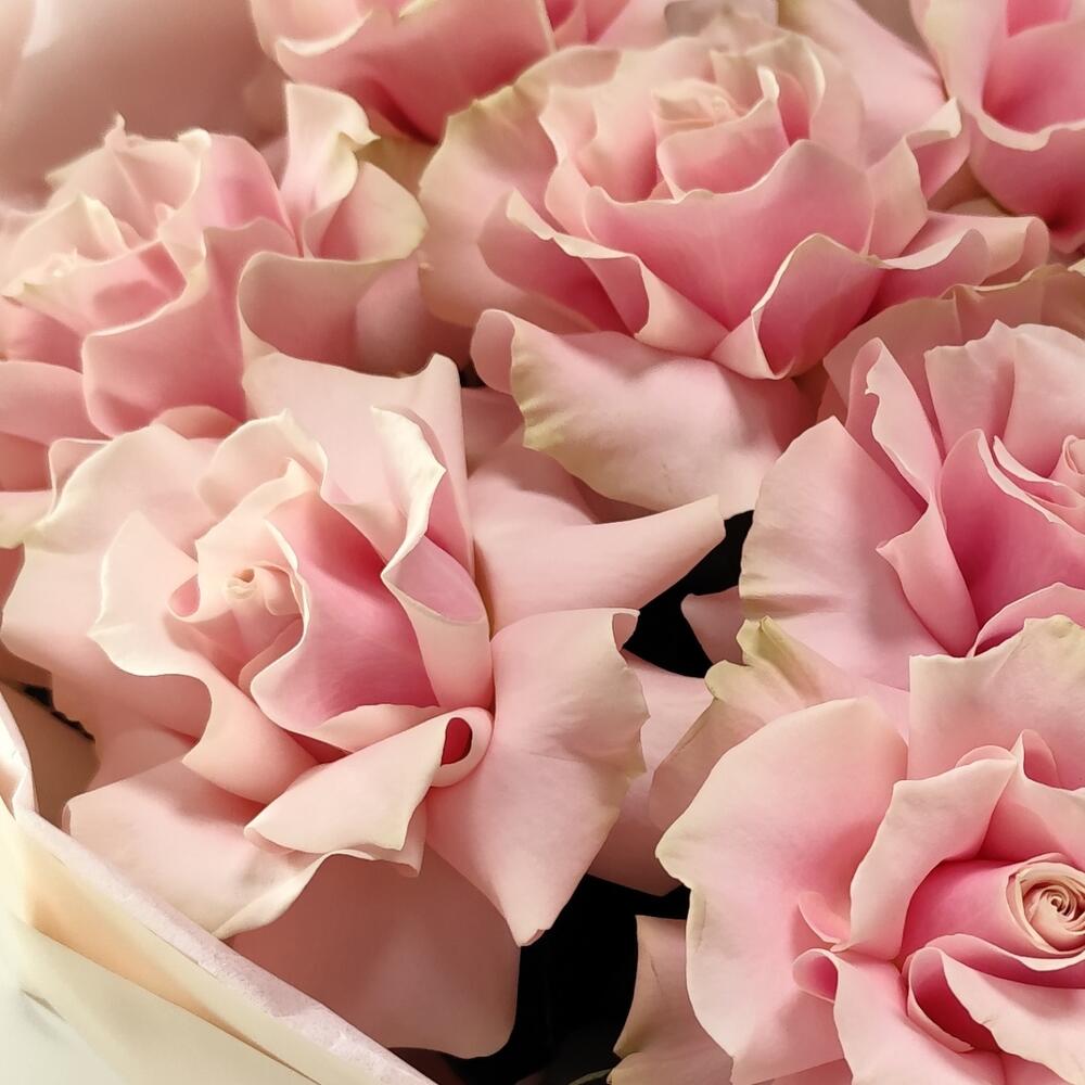 9 French roses