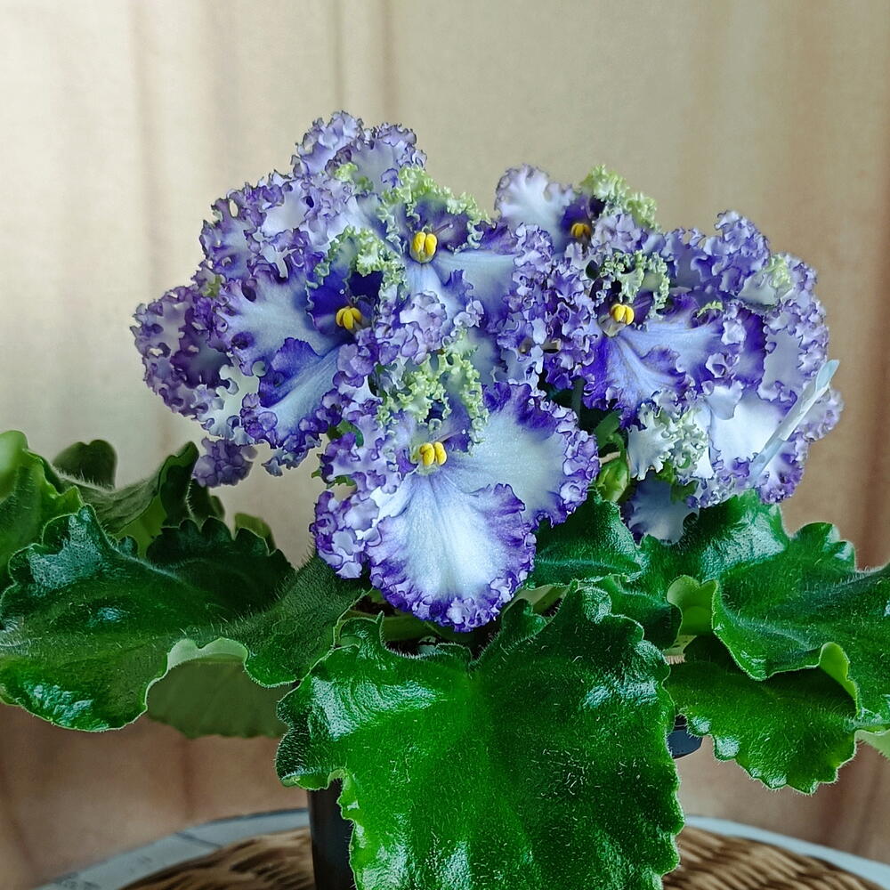 Фиалка Curly Ocean