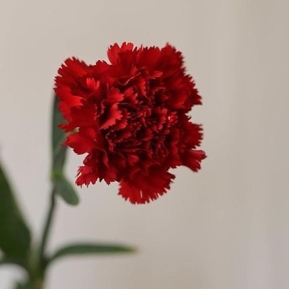 Красная гвоздика