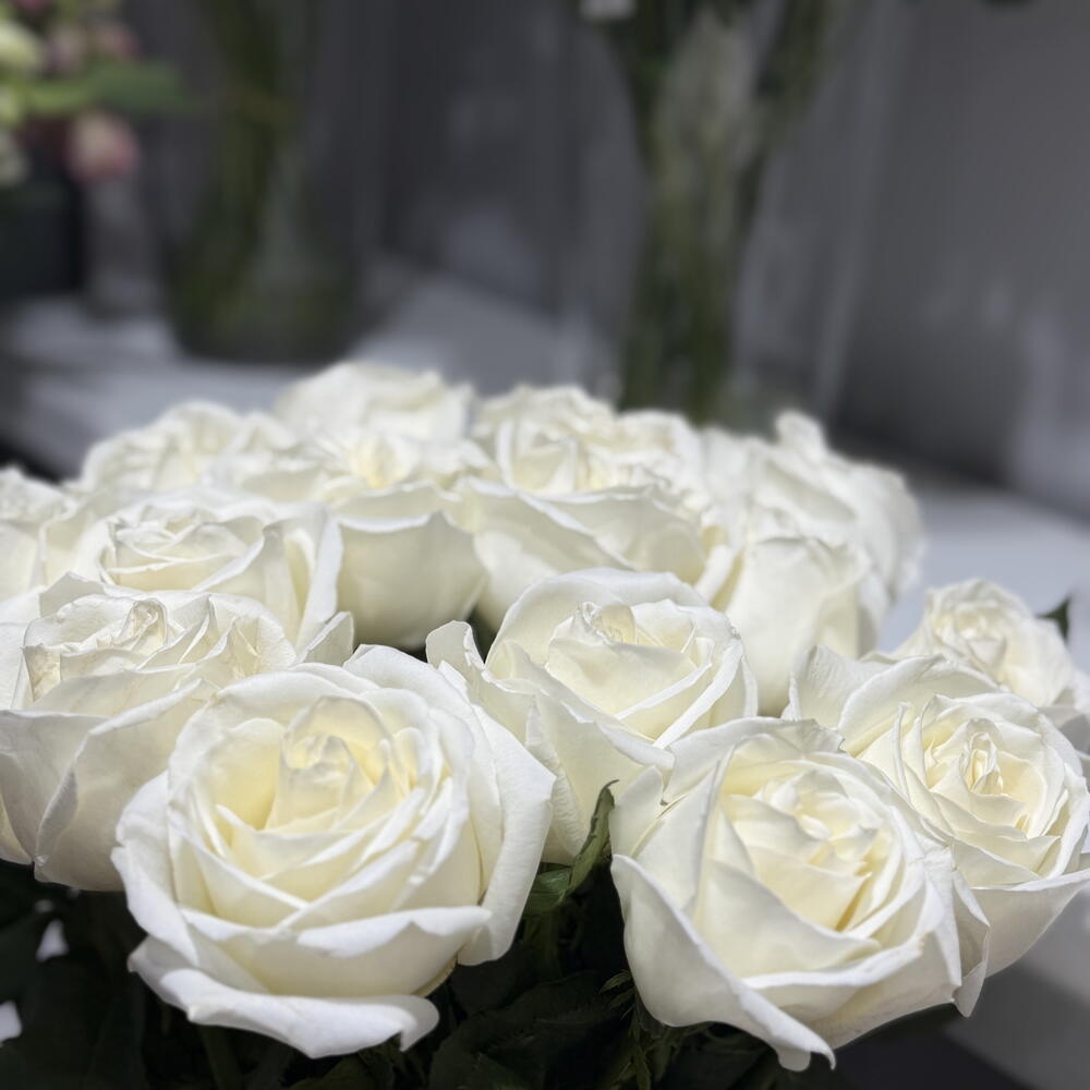 Роза Плайя Бланка