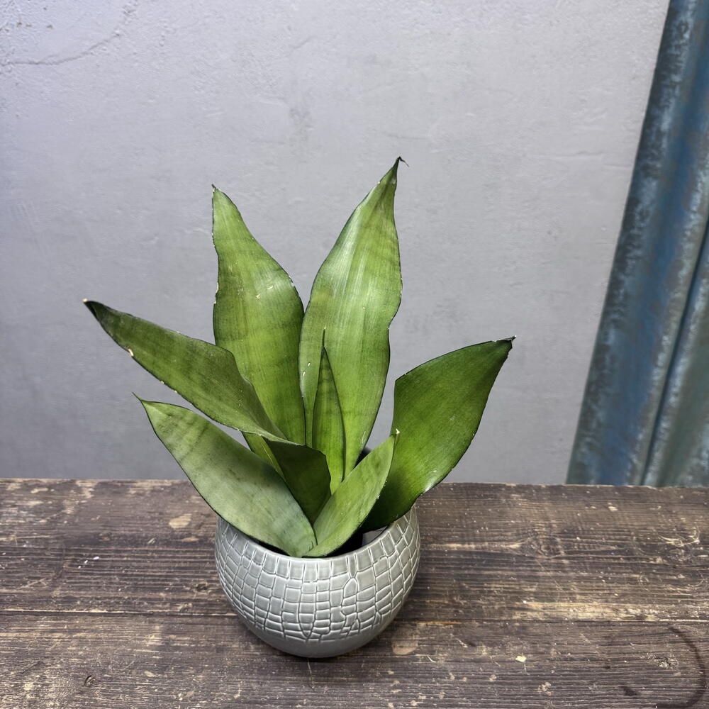 Комнатное растение Сансевиерия Муншайн (Sansevieria Moonshine)