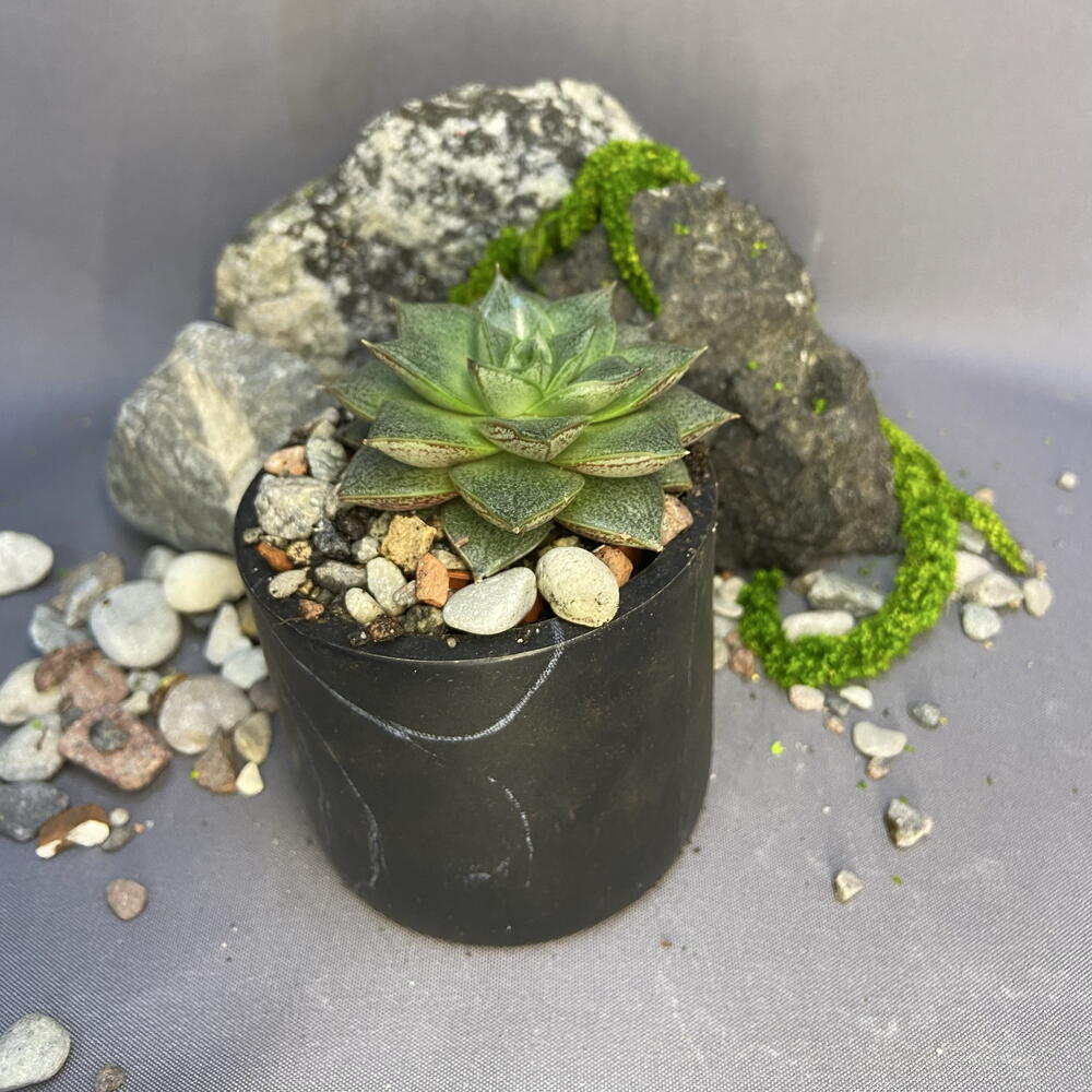 Эхеверия Пурпузорум / Echeveria purpusorum