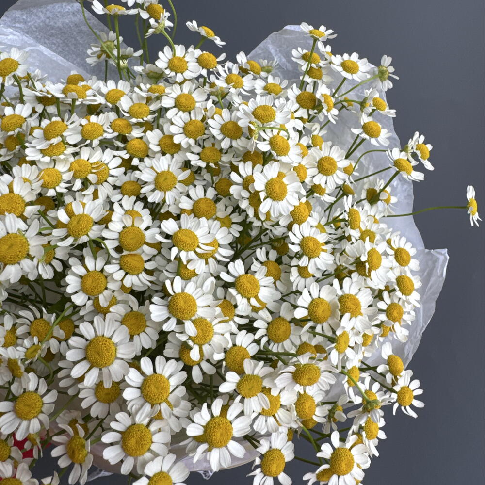Букет Ромашки