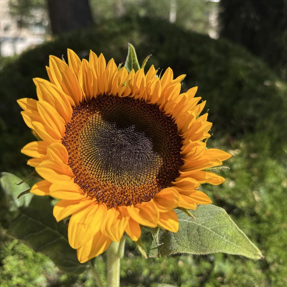 Подсолнух 🌻