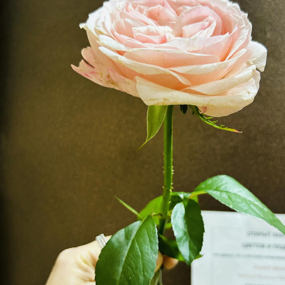 Пионовидная Роза 🌸