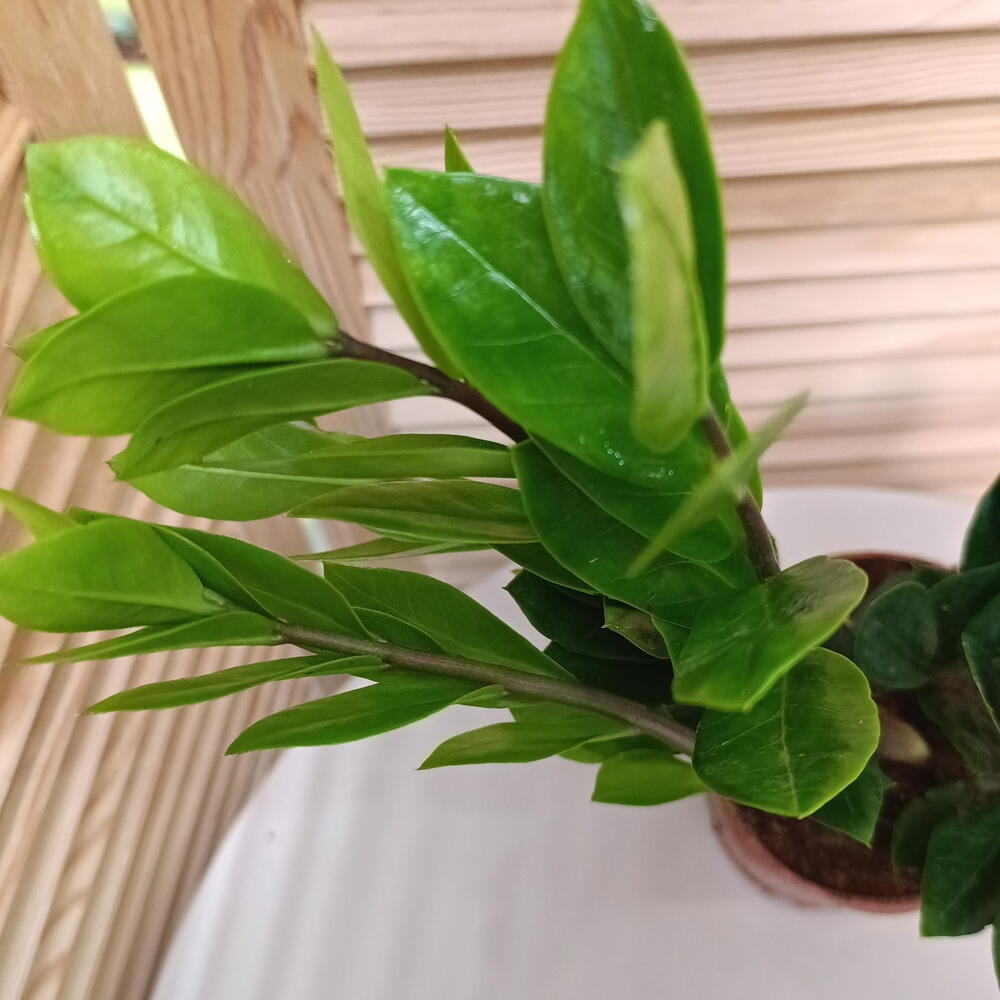 Замиокулькас (Zamioculcas 3+)