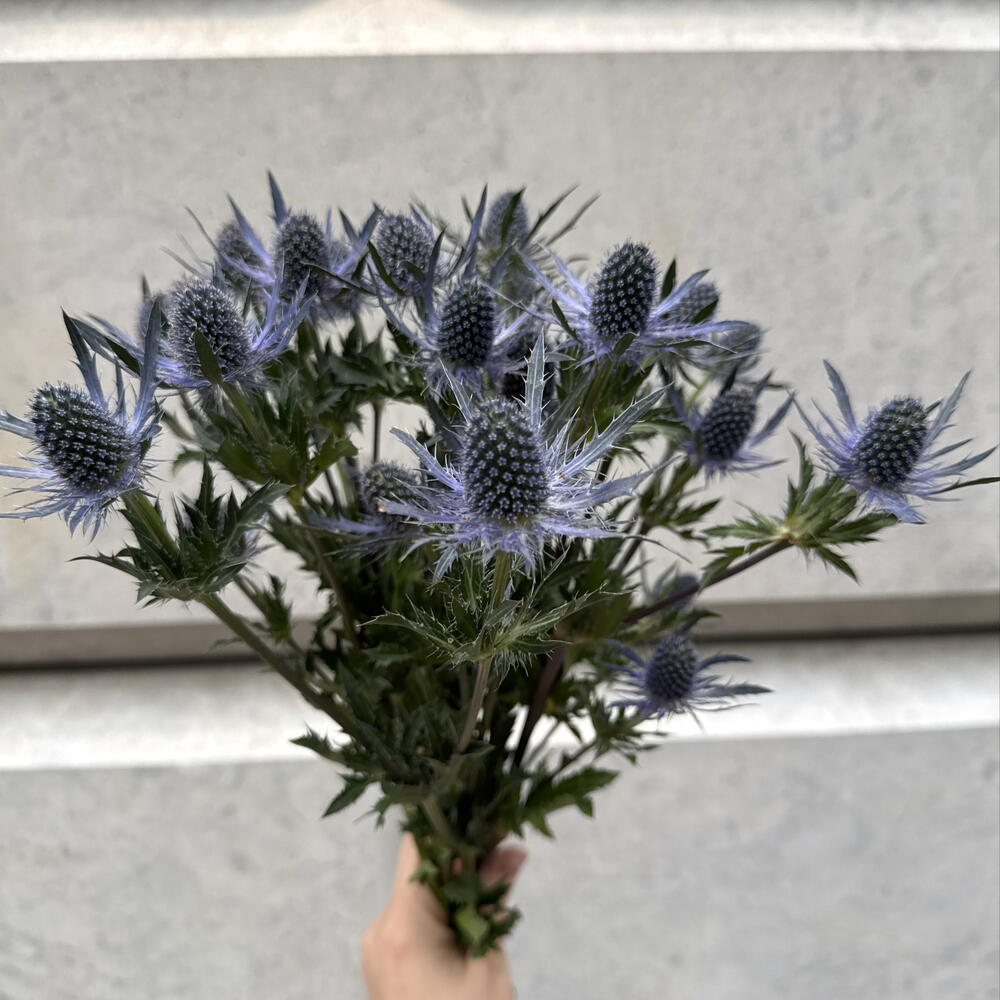 Монобукет из 7 эрингиумов — стильный букет с характером 💙