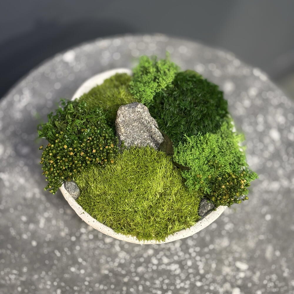 Стабилизированный кусамоно в кашпо на ножках🌱