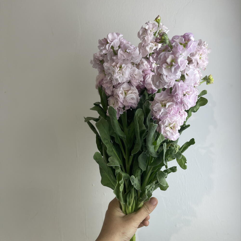 Метиолла 7