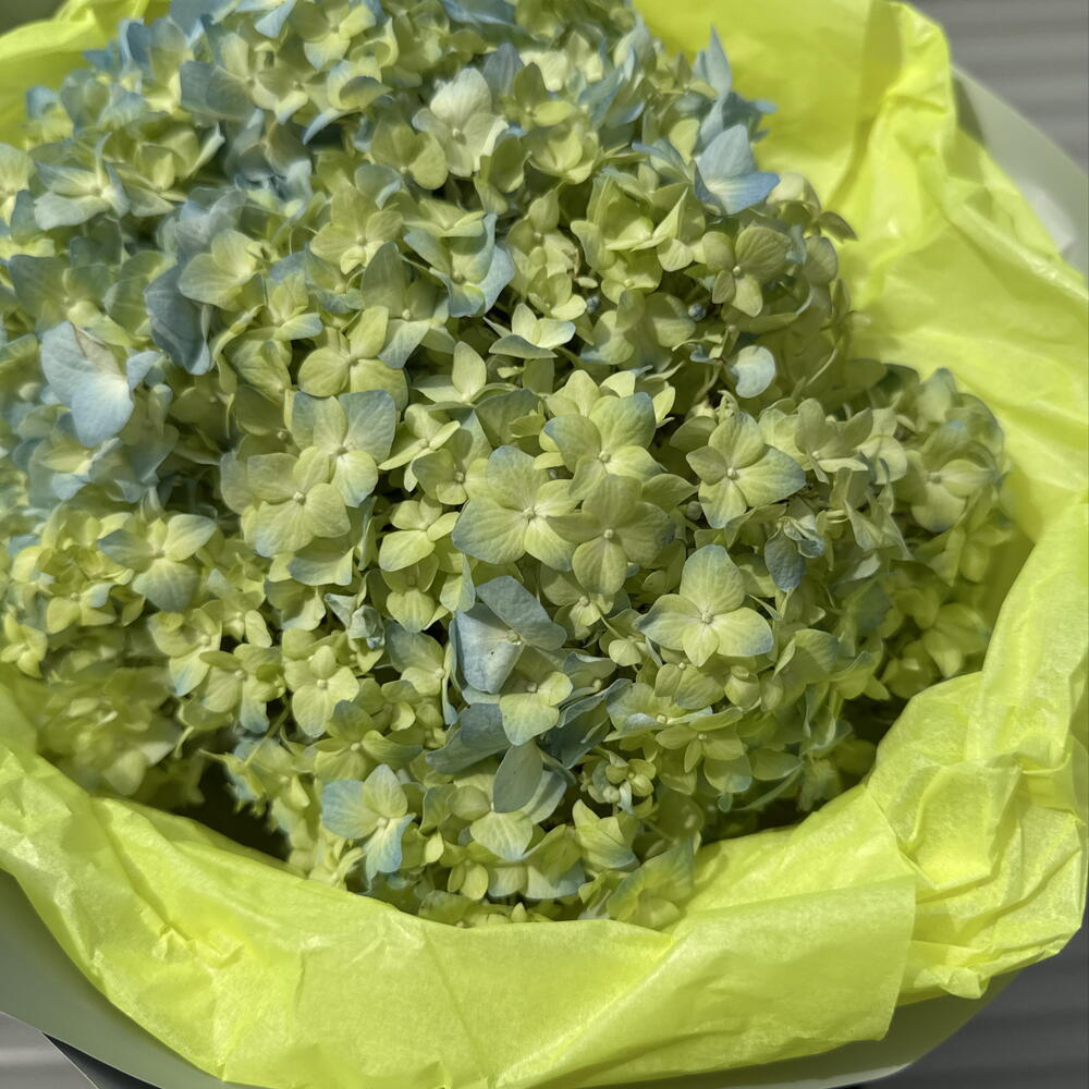 Букет «на волне» 🌊из зелёно-голубых гортензий