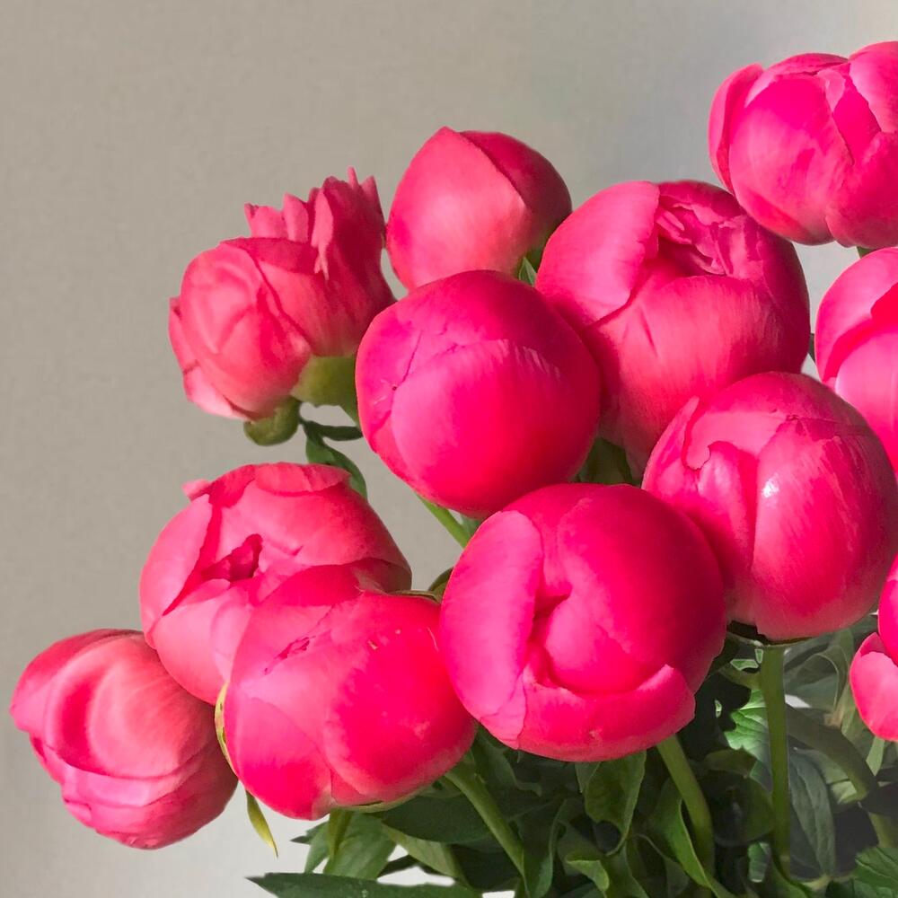 15 peonies - букет из 15ти коралловых пионов