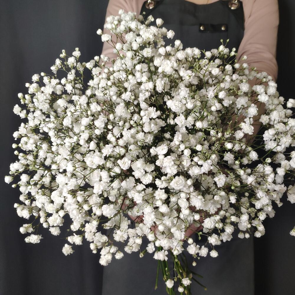 Гипсофила Миллион