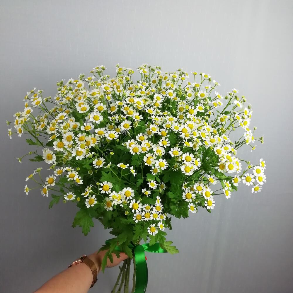 Матрикария