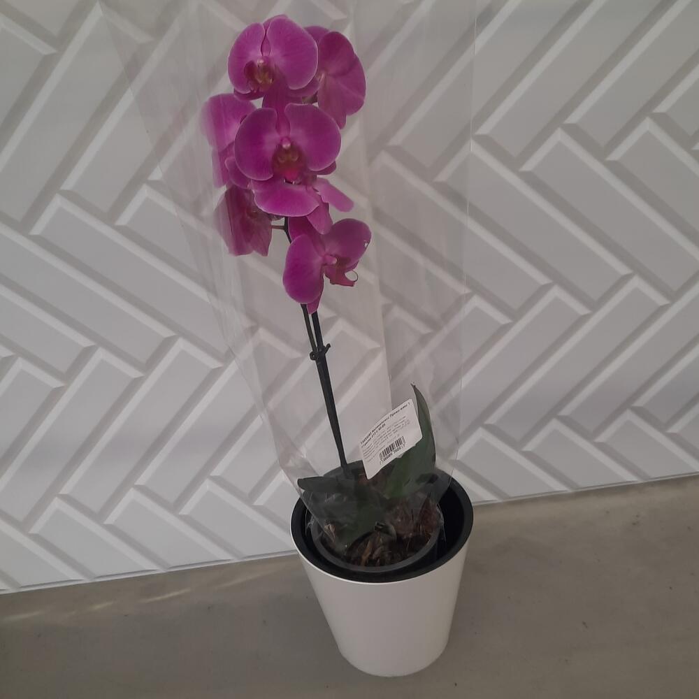 Орхидея цветущая в горшке купить белые чайные розы