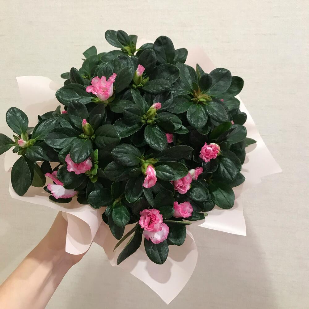 Комнатное растение «Азалия», Живые растения в Санкт-Петербурге, купить ...