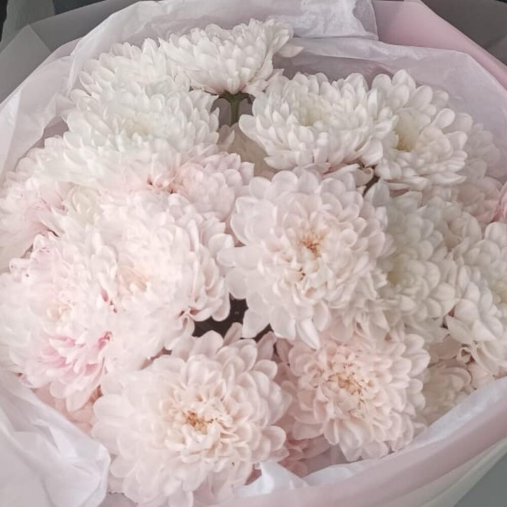 Букет из бело-розовых кустовых хризантем
