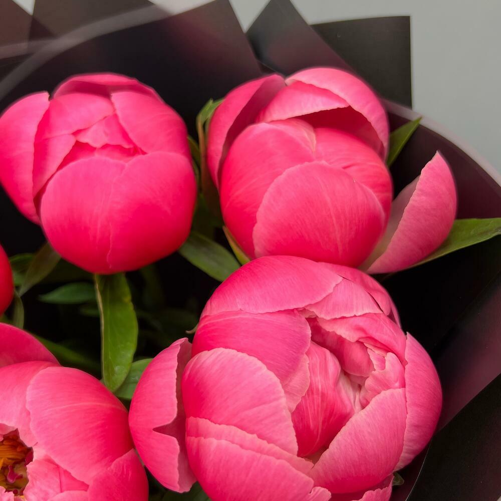 5 коралловых пионов Коралл Шарм (0006) peony
