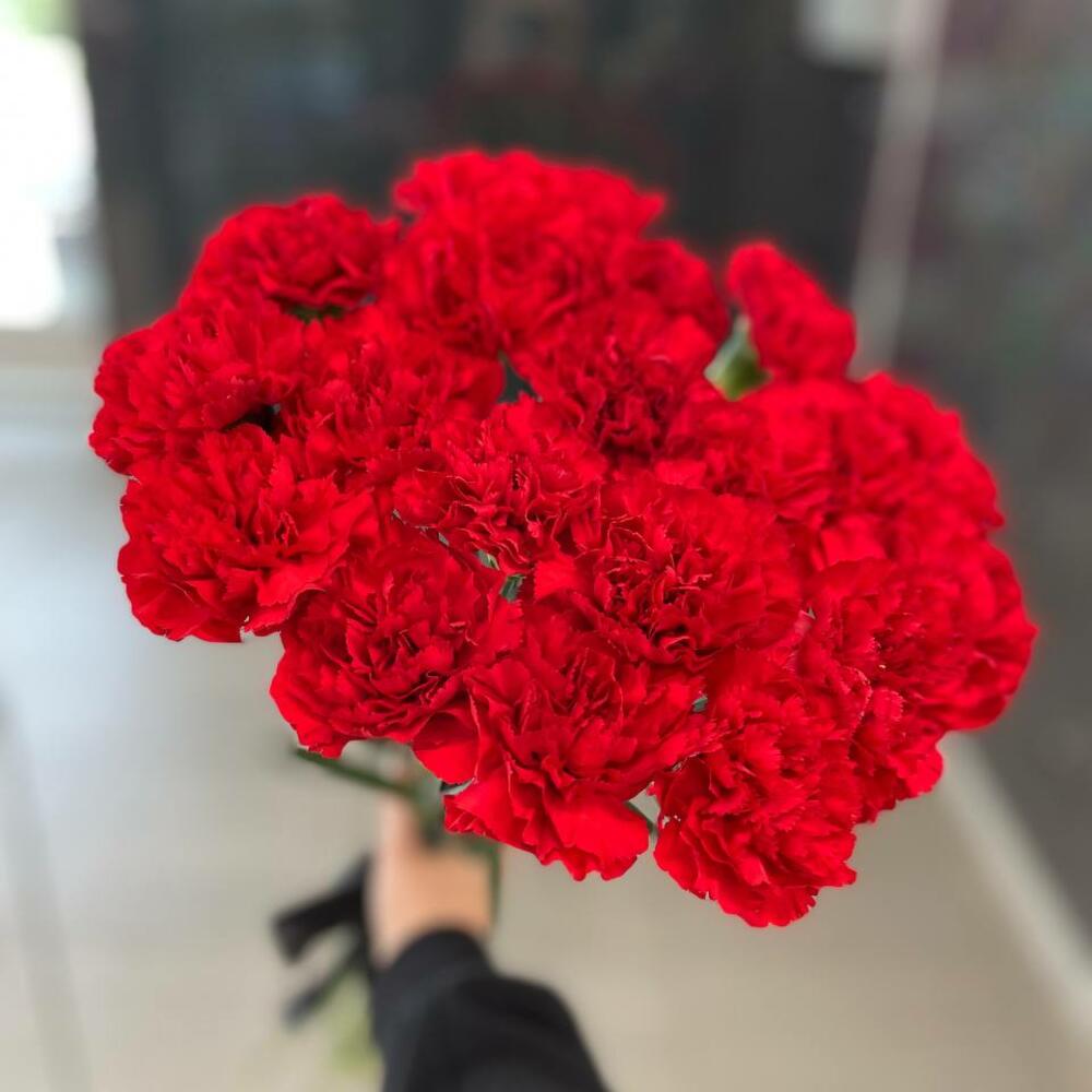 20 гвоздик красных