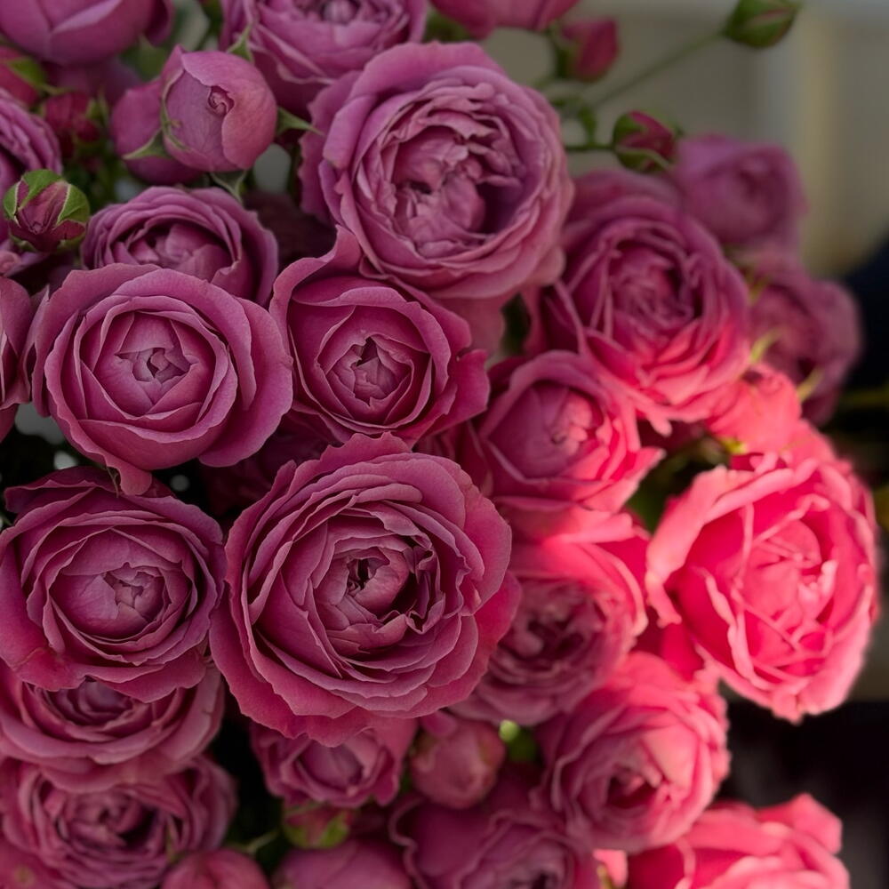 Bqt: Pink Vibes