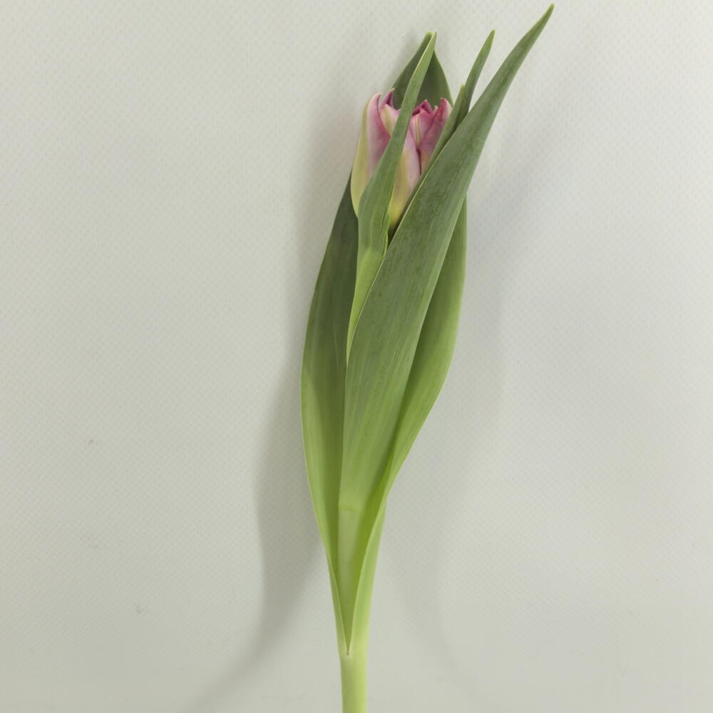 Тюльпан 🌷