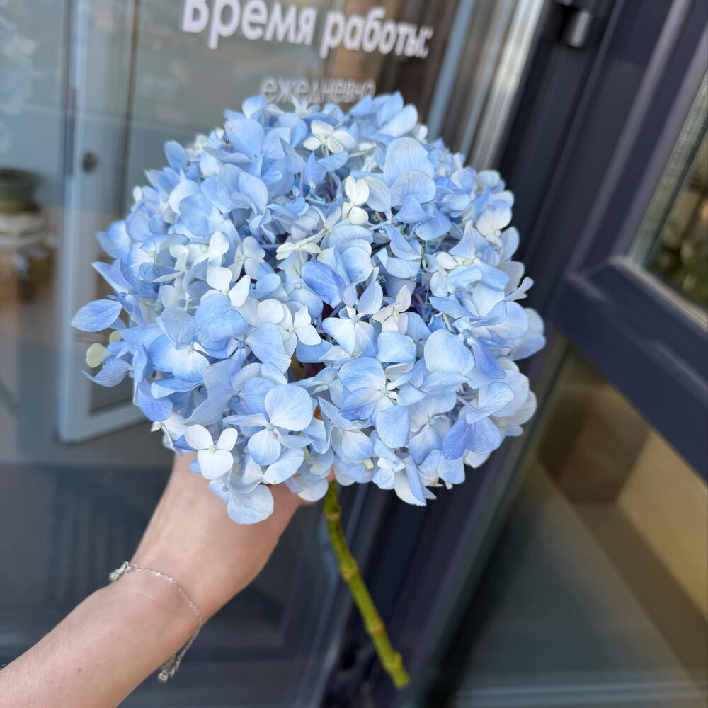 Гортензия голубая