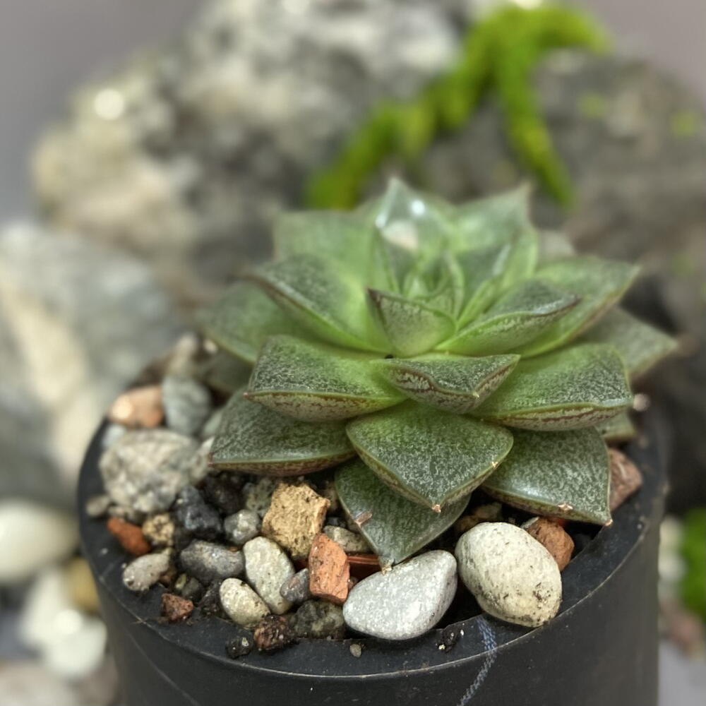 Эхеверия Пурпузорум / Echeveria purpusorum