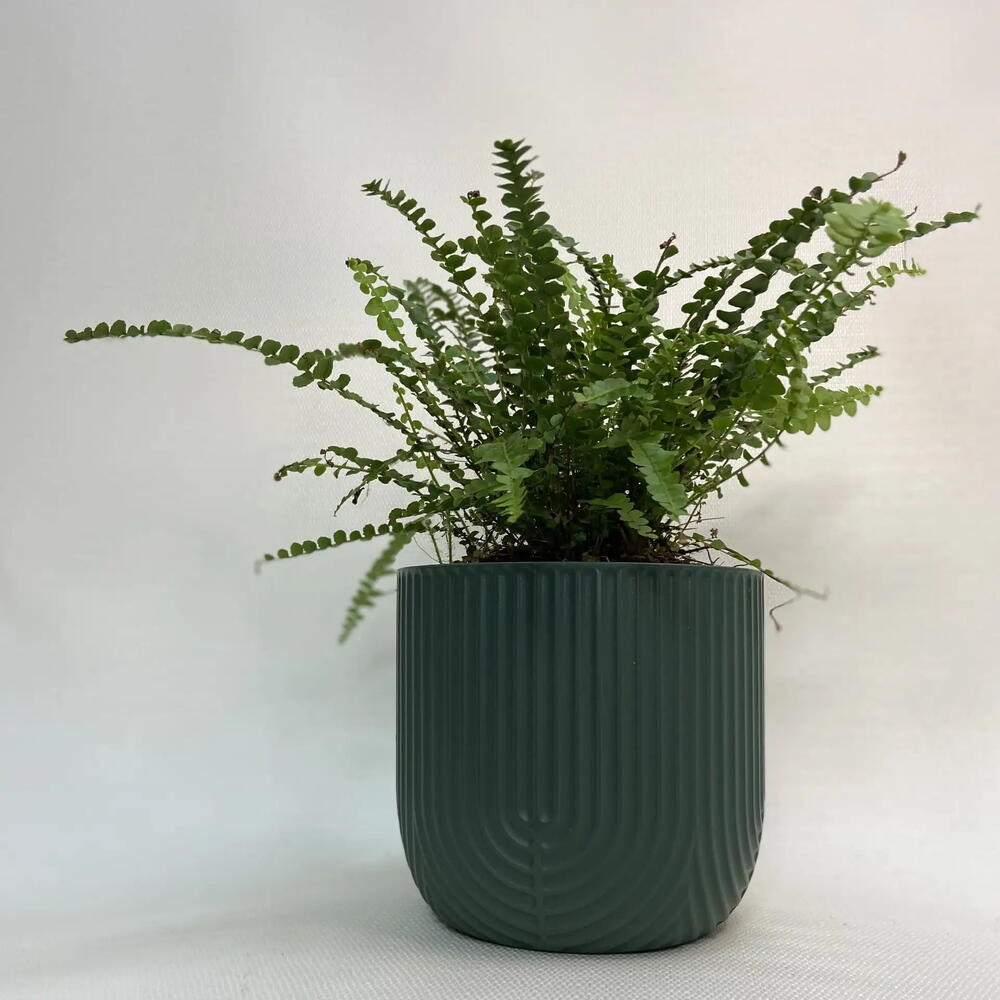 Нефролепис /Nephrolepis