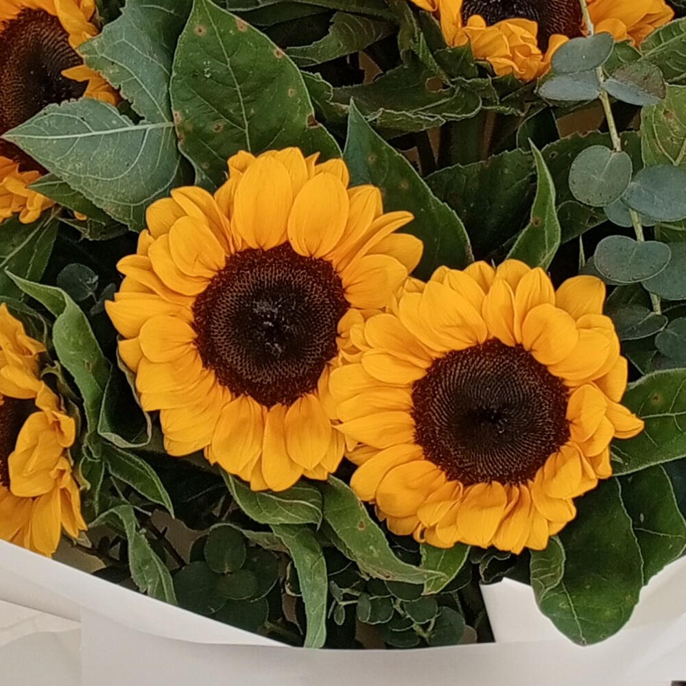 Солнечный букет из подсолнухов🌼