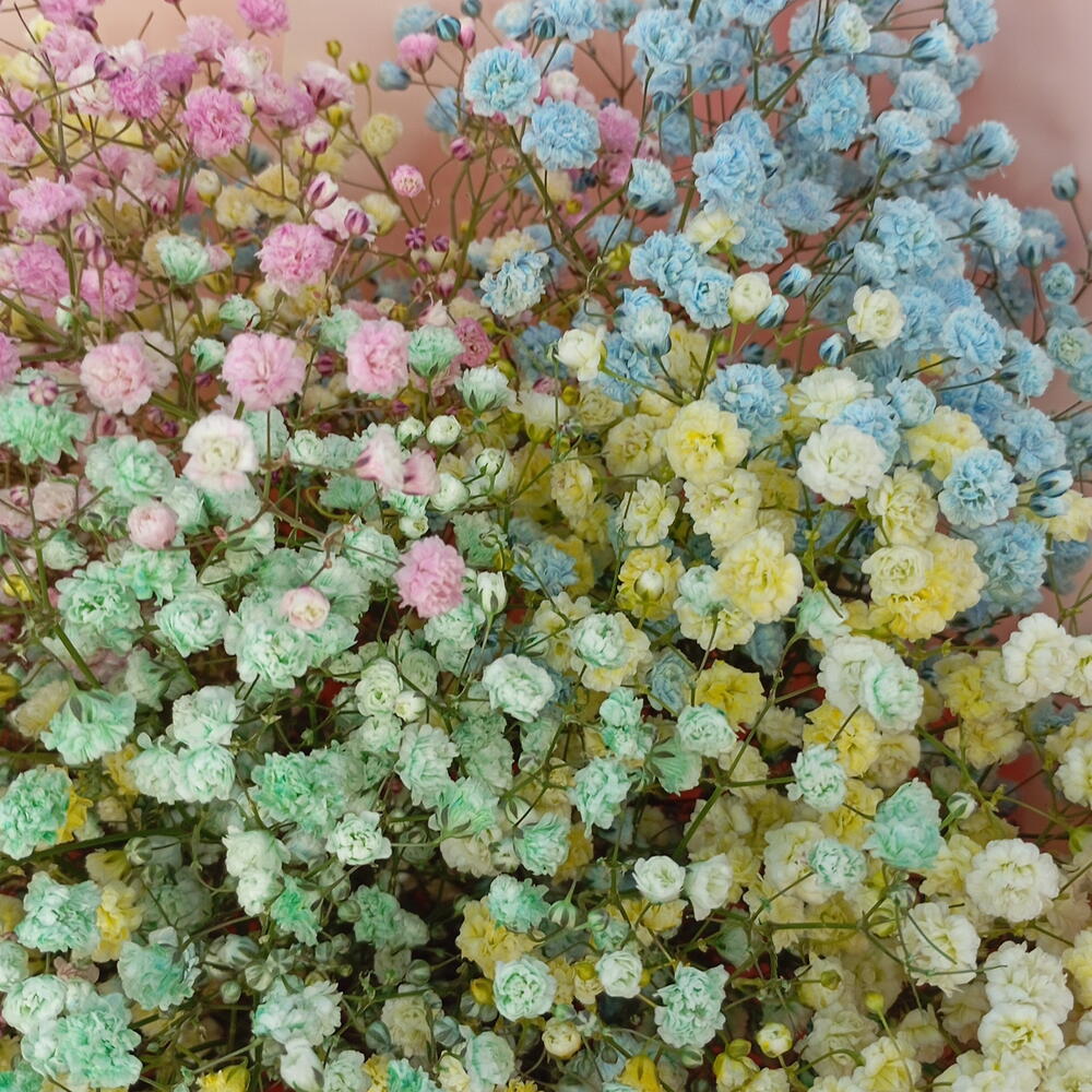 Радужная гипсофила 💜🩷🩵💛💚